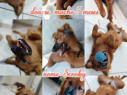 Cachorro raça Mistura de chaw-chaw idade 7 a 11 meses nome Scooby