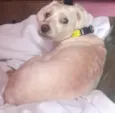 Pipoca