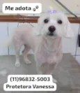 Pipoca