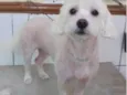 Pipoca