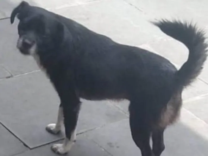 Cachorro ra a SRD-ViraLata idade 3 anos nome menino