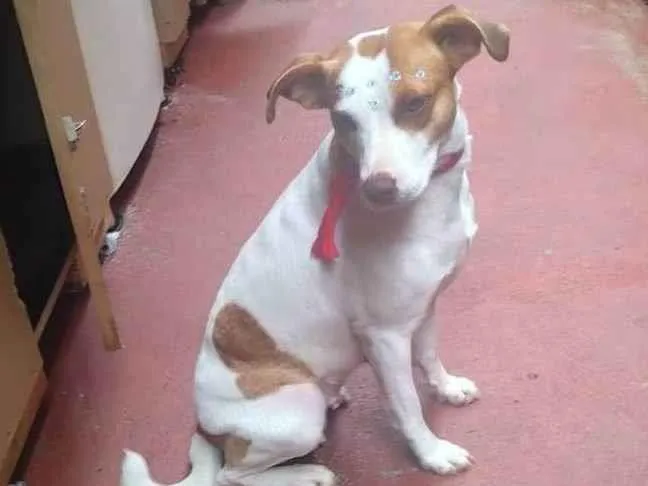 Cachorro ra a SRD-ViraLata idade 1 ano nome MARGARIDA