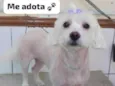 Pipoca