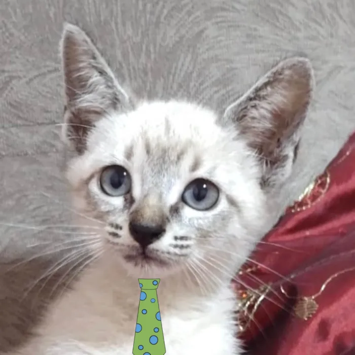 Gato ra a Mestico  idade 2 a 6 meses nome Nino 