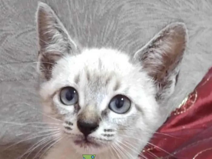 Gato ra a Mestico  idade 2 a 6 meses nome Nino 