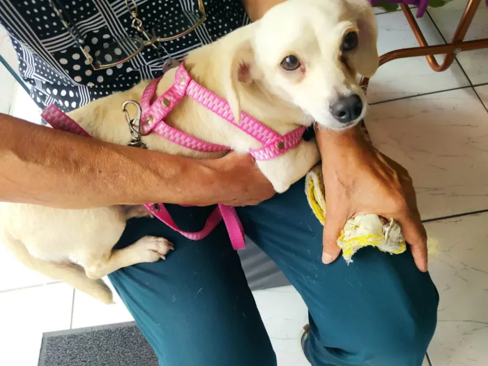 Cachorro ra a SRD-ViraLata idade 2 anos nome LINDA