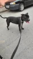 BELA