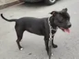 BELA