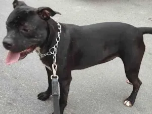 Cachorro raça Pit-Bull idade 1 ano nome BELA