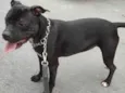 BELA