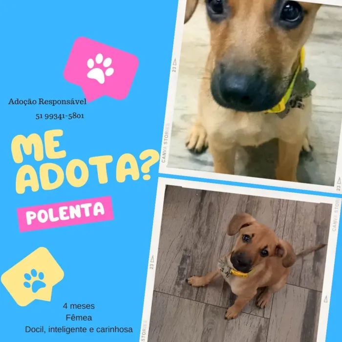 Cachorro ra a SRD-ViraLata idade 2 a 6 meses nome Polenta