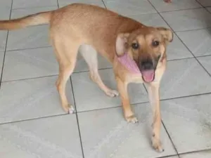 Cachorro raça SRD-ViraLata idade 1 ano nome MILU