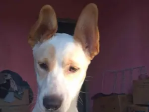 Cachorro raça SRD-ViraLata idade 2 anos nome MENINO