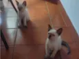 Gata