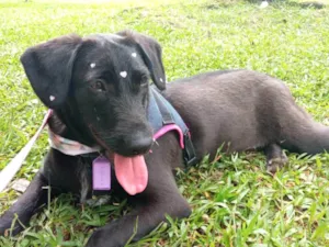 Cachorro raça SRD-ViraLata idade 7 a 11 meses nome Naná 
