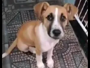 Cachorro raça SRD-ViraLata idade 7 a 11 meses nome Lindinha