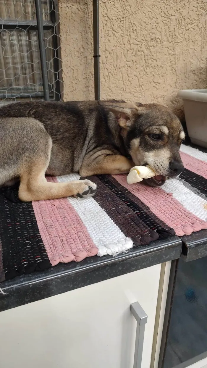 Cachorro ra a SRD-ViraLata idade 2 a 6 meses nome menino