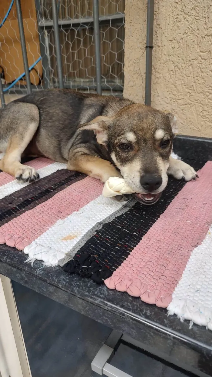 Cachorro ra a SRD-ViraLata idade 2 a 6 meses nome menino
