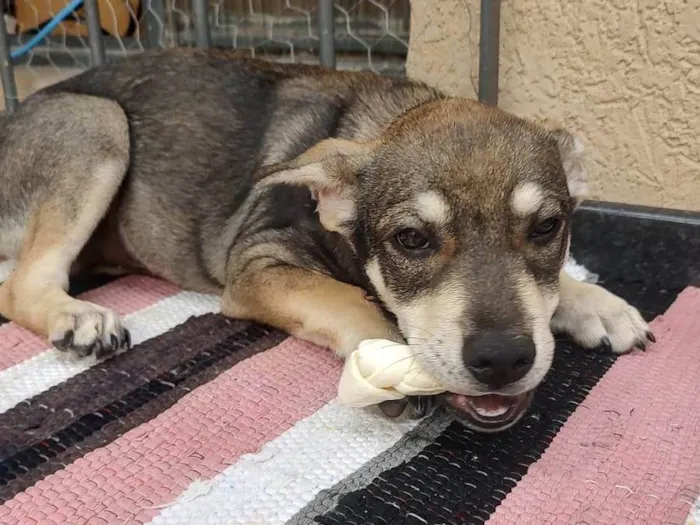 Cachorro ra a SRD-ViraLata idade 2 a 6 meses nome menino