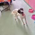Snoopy porte Pequeno