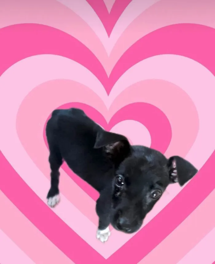 Cachorro ra a SRD-ViraLata idade 2 a 6 meses nome Paris bb porte pequeno 