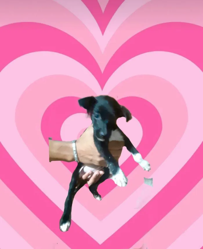 Cachorro ra a SRD-ViraLata idade 2 a 6 meses nome Paris bb porte pequeno 