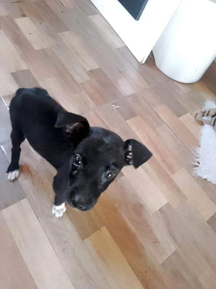 Cachorro ra a SRD-ViraLata idade 2 a 6 meses nome Paris bb porte pequeno 