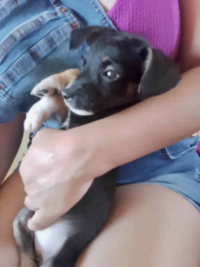 Cachorro ra a SRD-ViraLata idade 2 a 6 meses nome Paris bb porte pequeno 