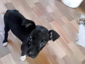 Cachorro raça SRD-ViraLata idade 2 a 6 meses nome Paris bb porte pequeno 