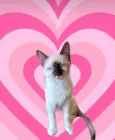 Mikki bb2meses