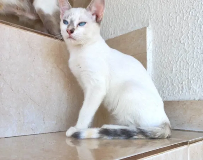 Gato ra a SRD-ViraLata idade 2 a 6 meses nome Suki bb2meses Linda 