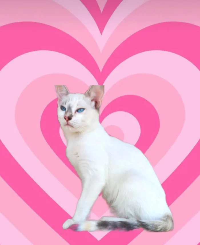 Gato ra a SRD-ViraLata idade 2 a 6 meses nome Suki bb2meses Linda 