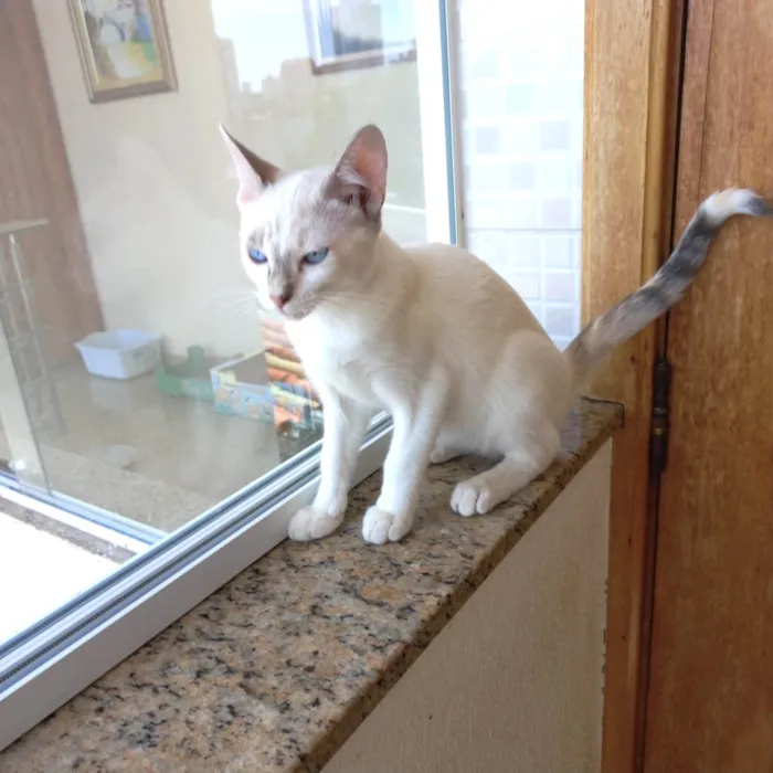 Gato ra a SRD-ViraLata idade 2 a 6 meses nome Suki bb2meses Linda 