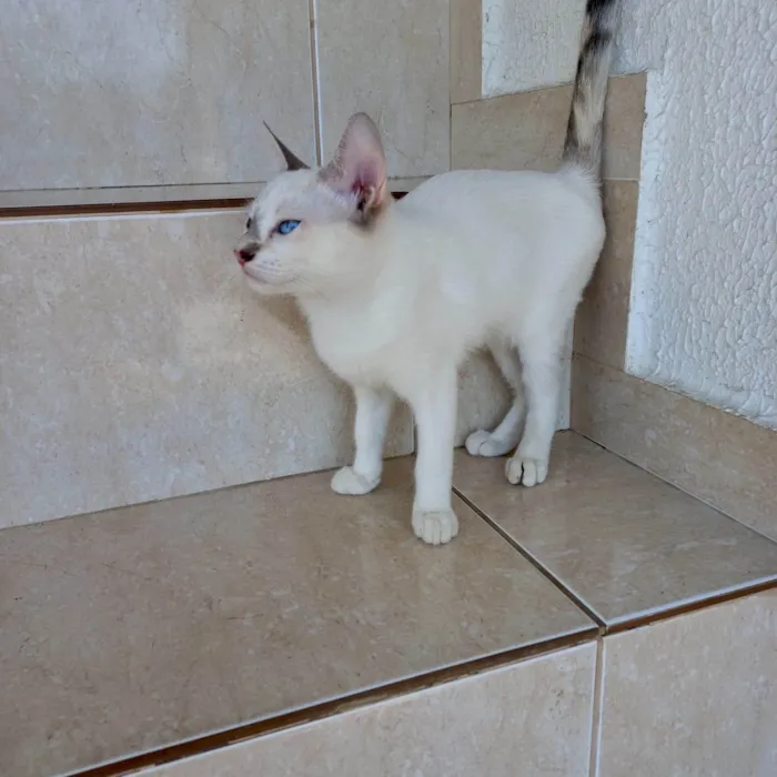 Gato ra a SRD-ViraLata idade 2 a 6 meses nome Suki bb2meses Linda 