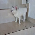 Suki bb2meses Linda
