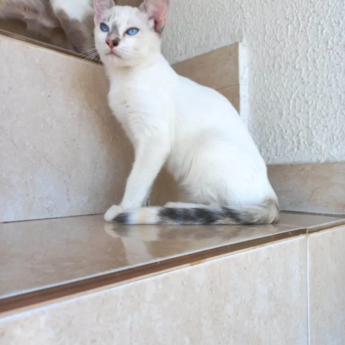 Gato ra a SRD-ViraLata idade 2 a 6 meses nome Suki bb2meses Linda 