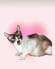 Amanda bb9meses Linda