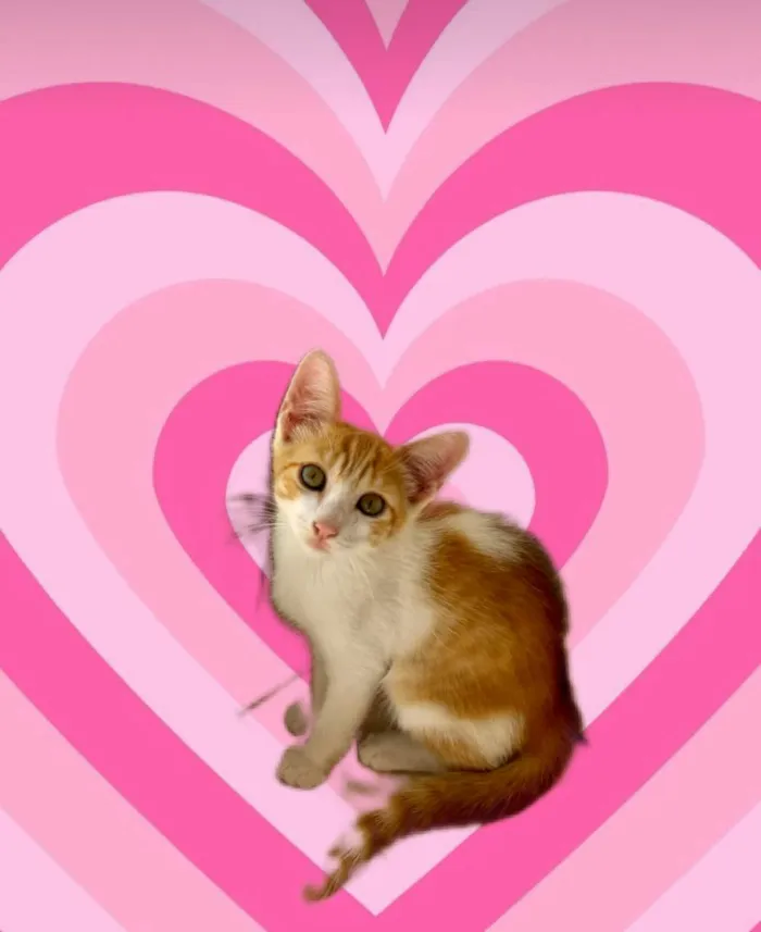 Gato ra a SRD-ViraLata idade 2 a 6 meses nome Misha bb2meses lindo 