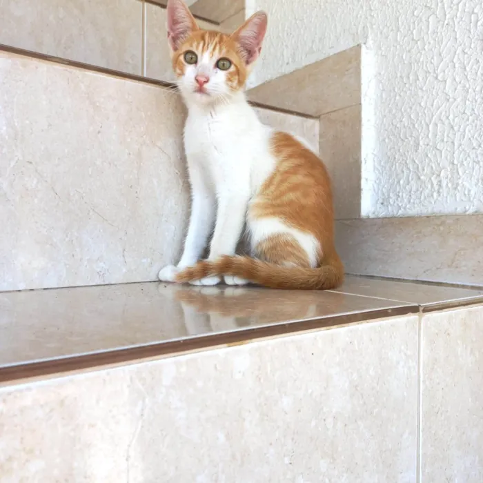 Gato ra a SRD-ViraLata idade 2 a 6 meses nome Misha bb2meses lindo 