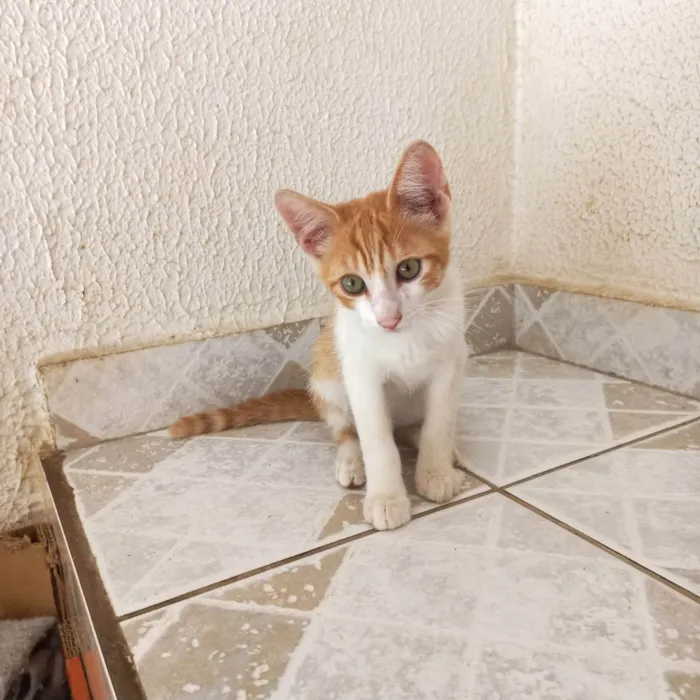 Gato ra a SRD-ViraLata idade 2 a 6 meses nome Misha bb2meses lindo 