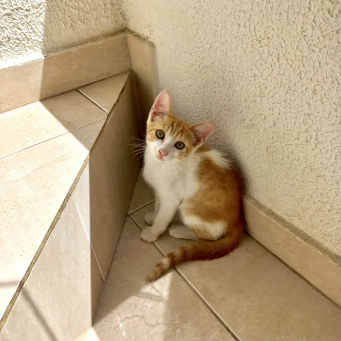 Gato ra a SRD-ViraLata idade 2 a 6 meses nome Misha bb2meses lindo 