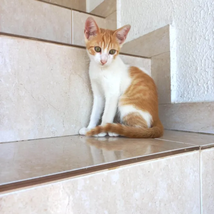 Gato ra a SRD-ViraLata idade 2 a 6 meses nome Misha bb2meses lindo 