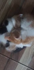 Bebelzinha e Trix