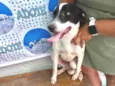 Snoopy porte Pequeno