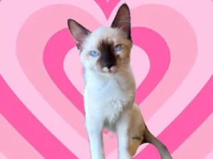 Gato raça SRD-ViraLata idade 2 a 6 meses nome Mikki bb2meses 