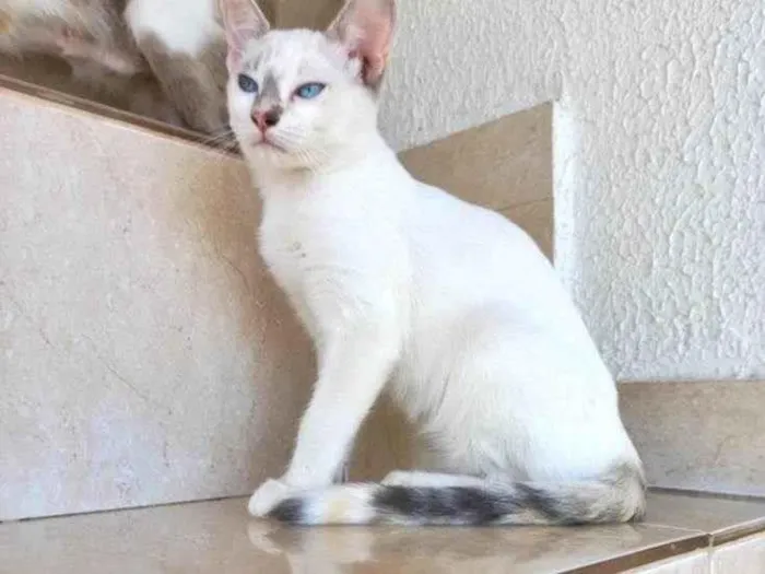Gato ra a SRD-ViraLata idade 2 a 6 meses nome Suki bb2meses Linda 