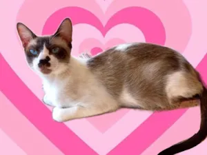 Gato raça SRD-ViraLata idade 7 a 11 meses nome Amanda bb9meses Linda 
