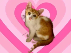 Gato raça SRD-ViraLata idade 2 a 6 meses nome Misha bb2meses lindo 
