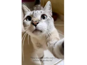 Gato raça SRD-ViraLata idade 7 a 11 meses nome Oliver bb11meses lindo 