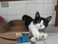 Petúnia